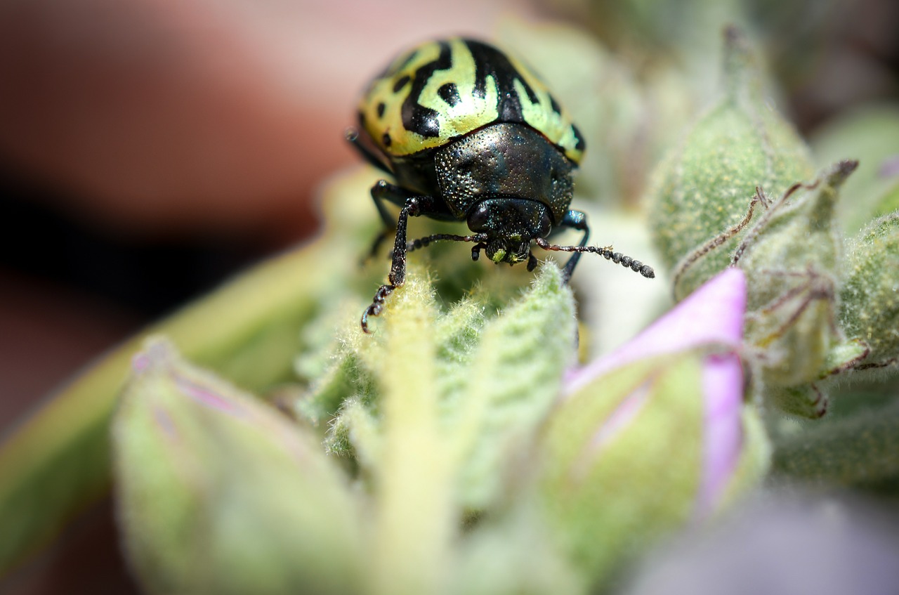 bug insect green free photo