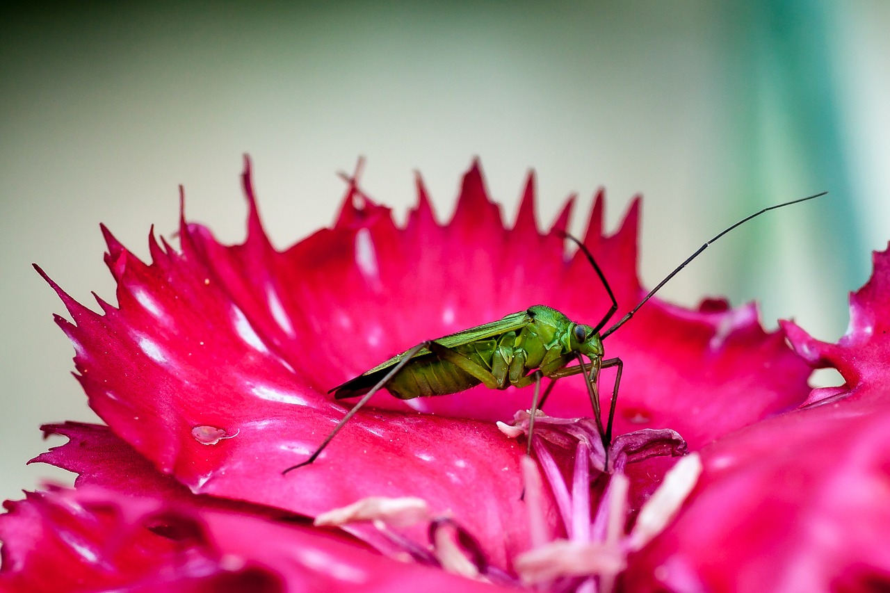 bug green insect free photo