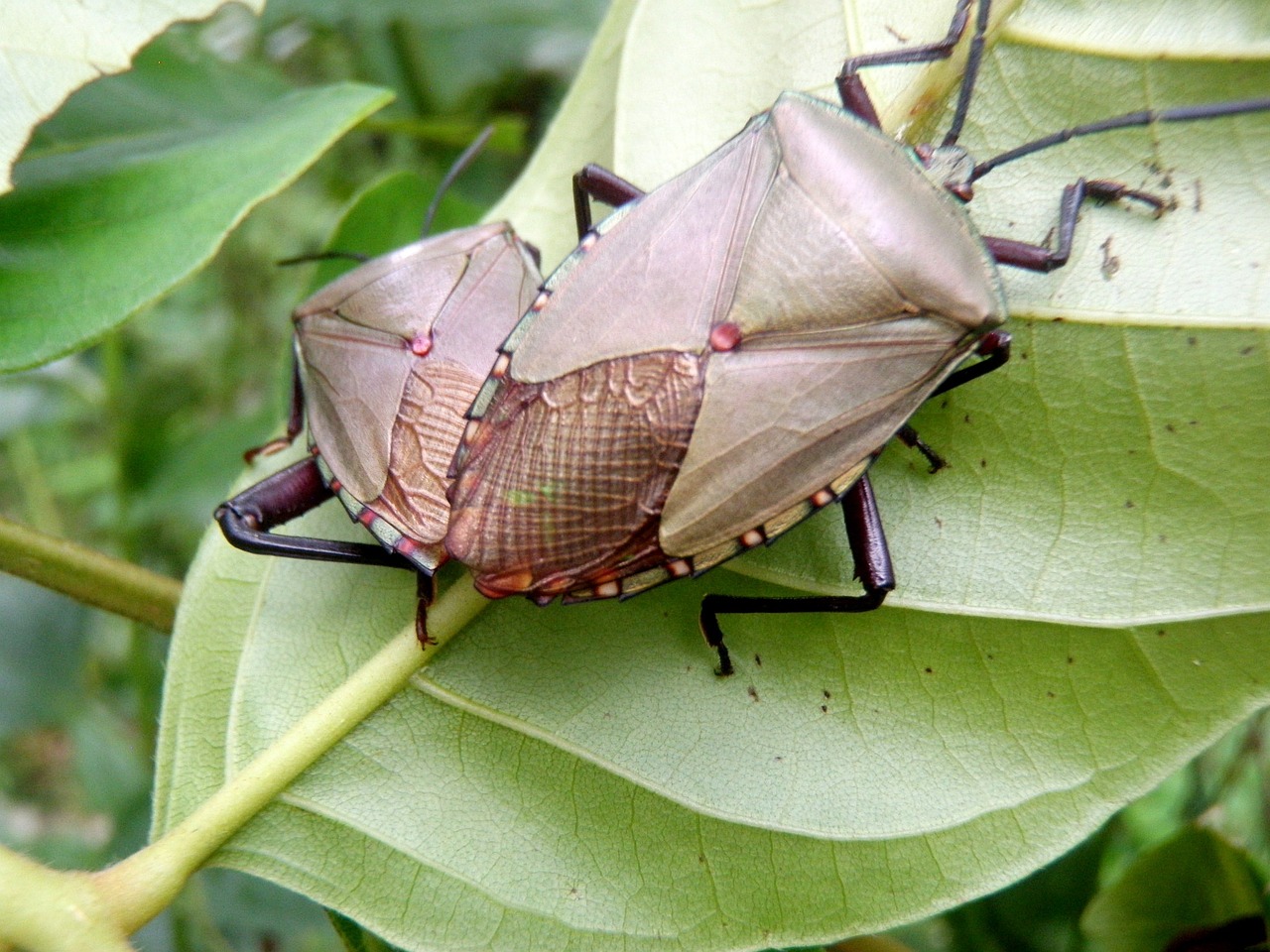 bug leaf insect free photo