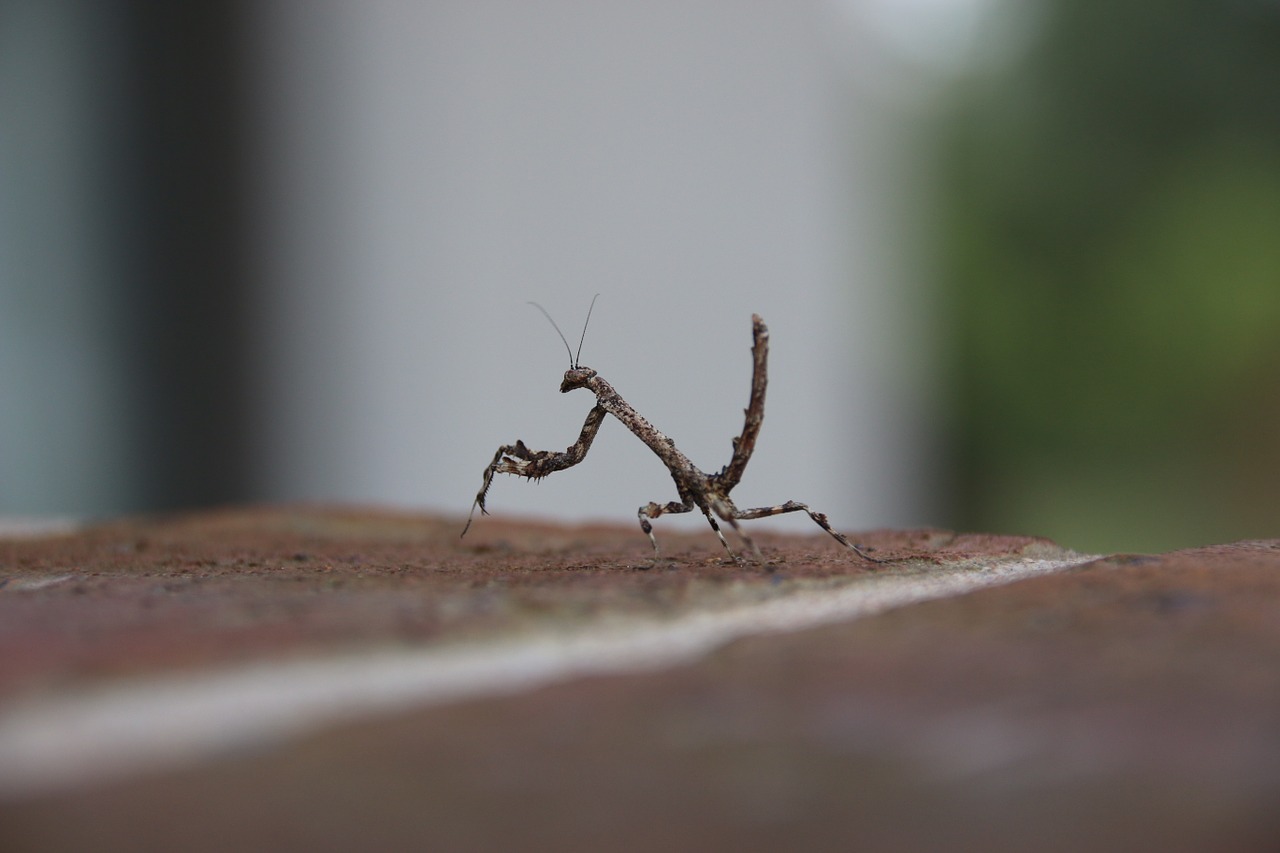 bug pray mantis close-up free photo