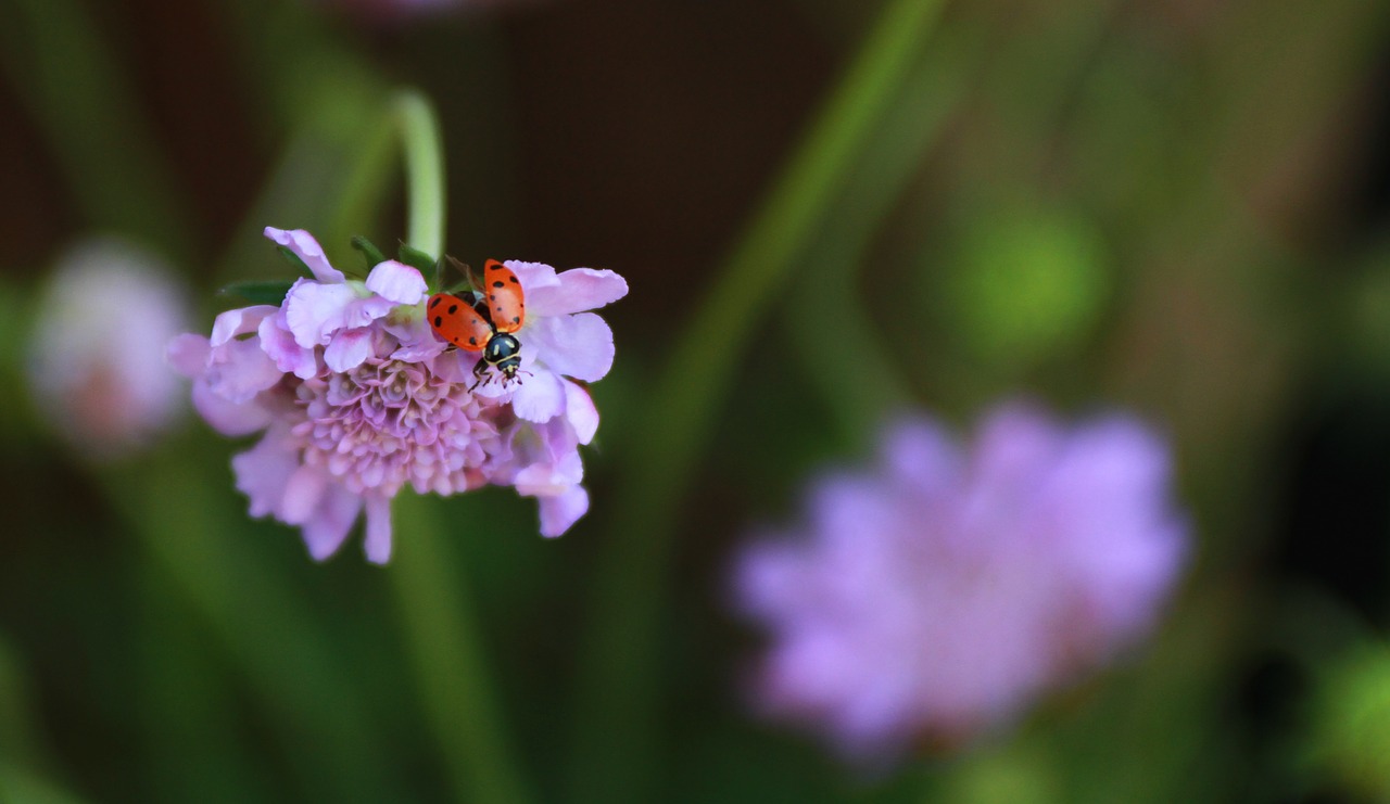 bug insect ladybug free photo