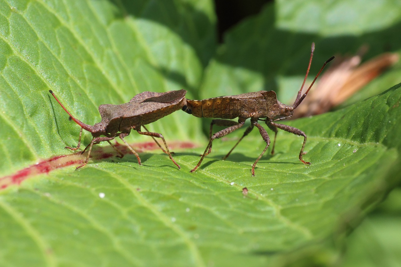 bug leaf bug pairing free photo