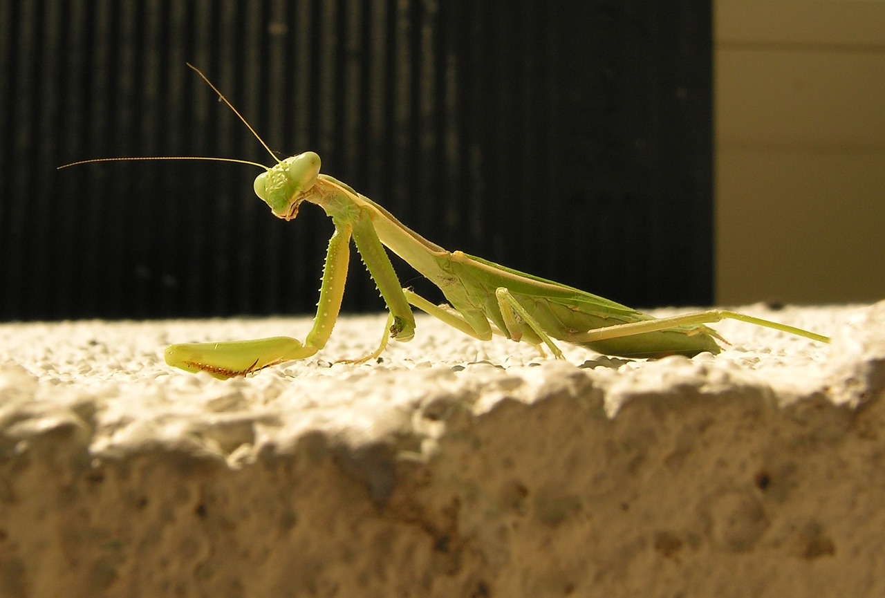 bug stick praying mantis free photo