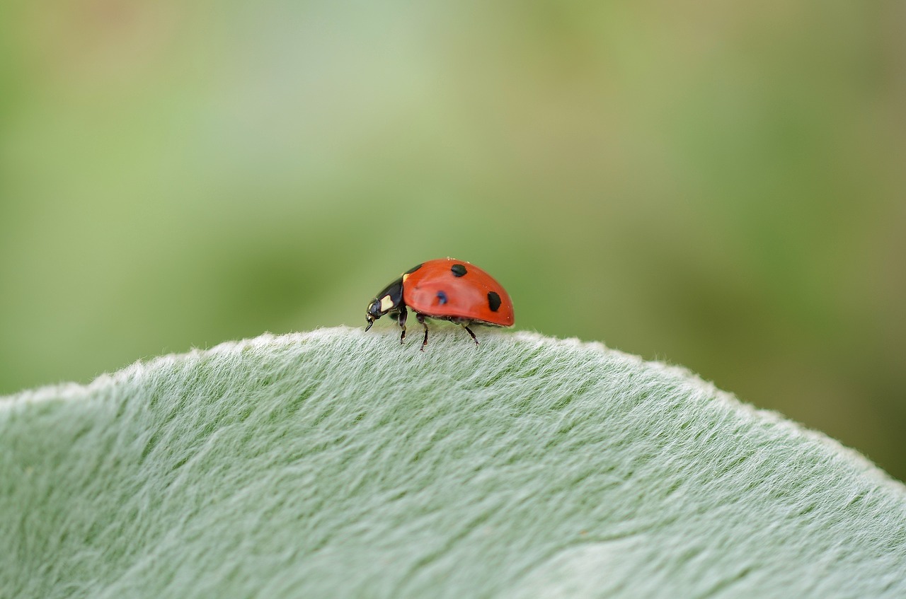 bug animal insect free photo