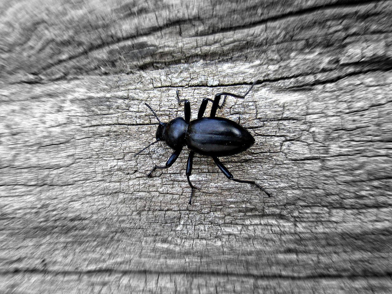 bug insect nature free photo