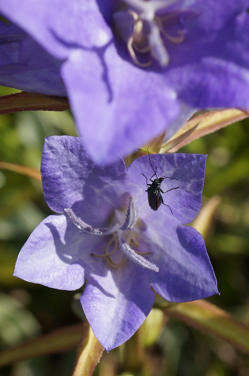 bug purple flower free photo