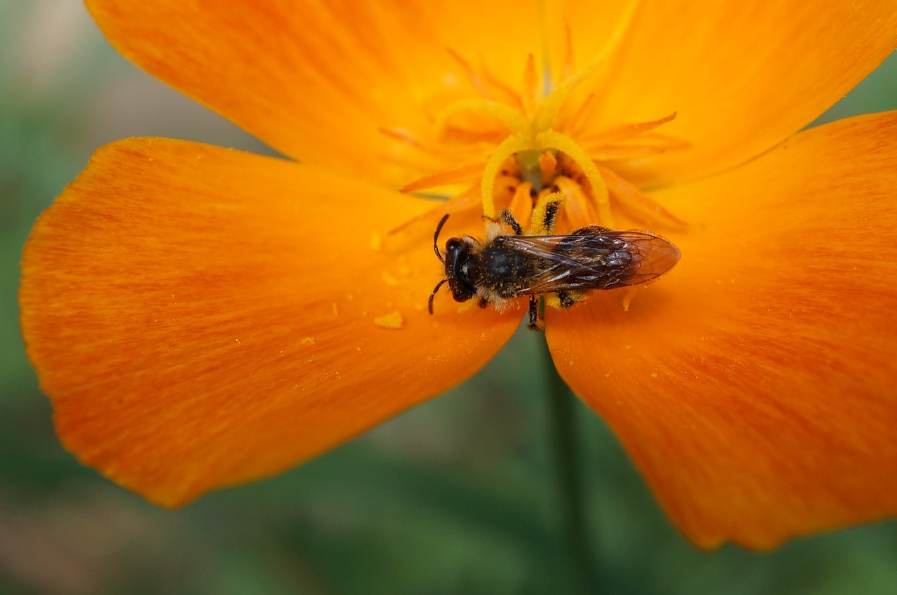 bug orange flower nature free photo