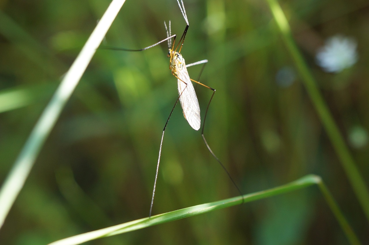 bug mosquito macro free photo