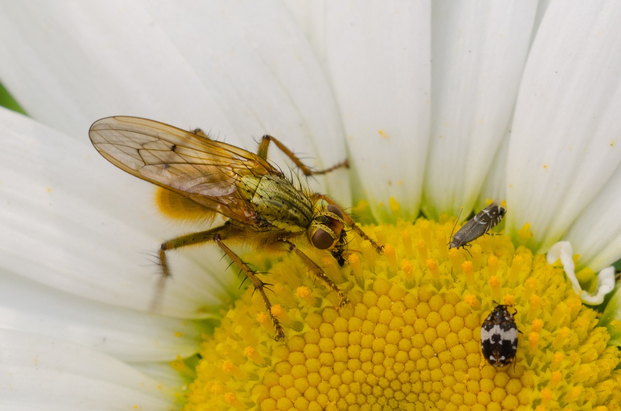 bug flower macro free photo