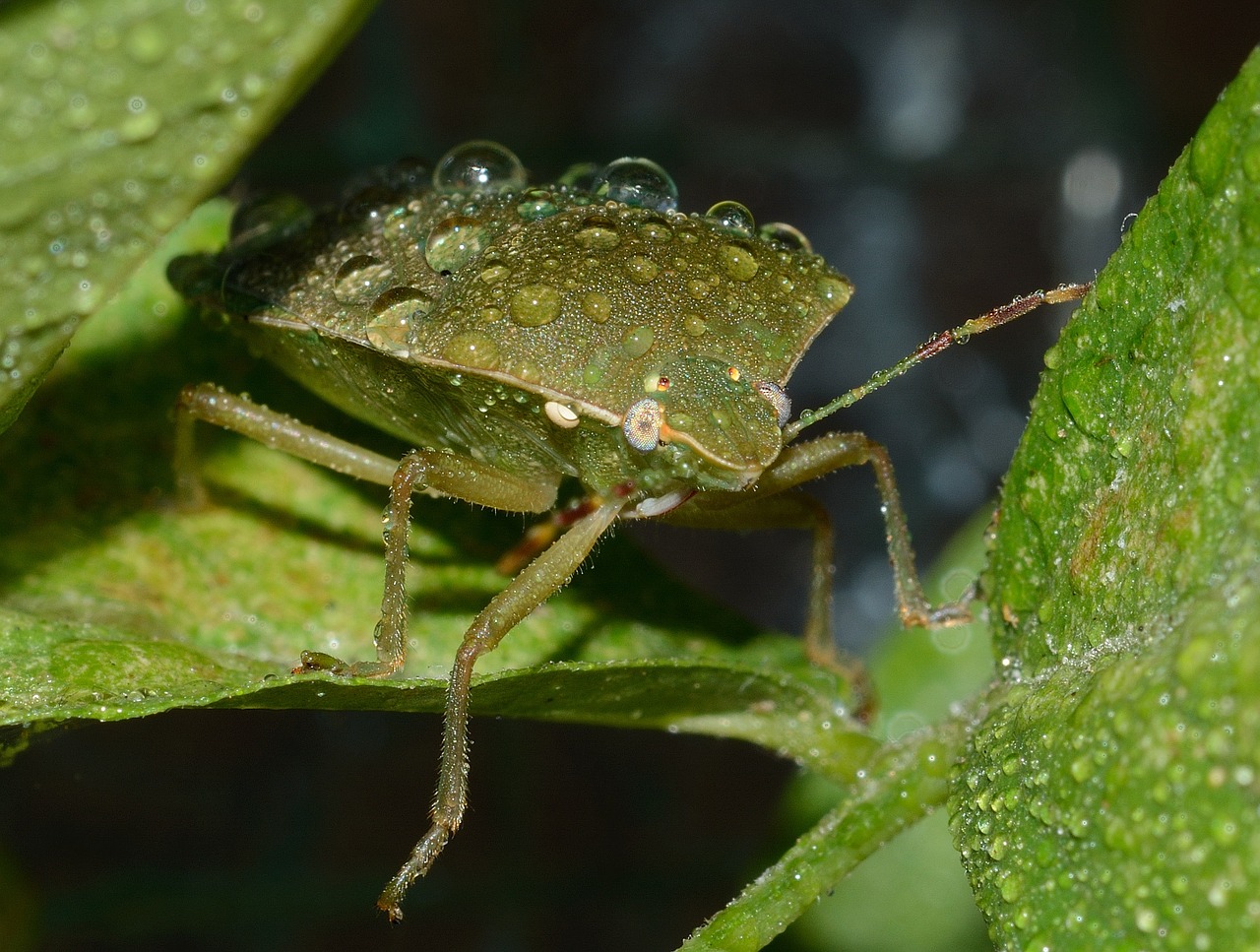 bug nezara viridula free photo