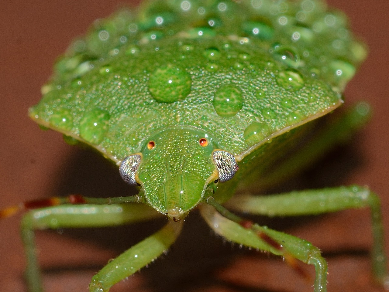 bug nezara viridula free photo