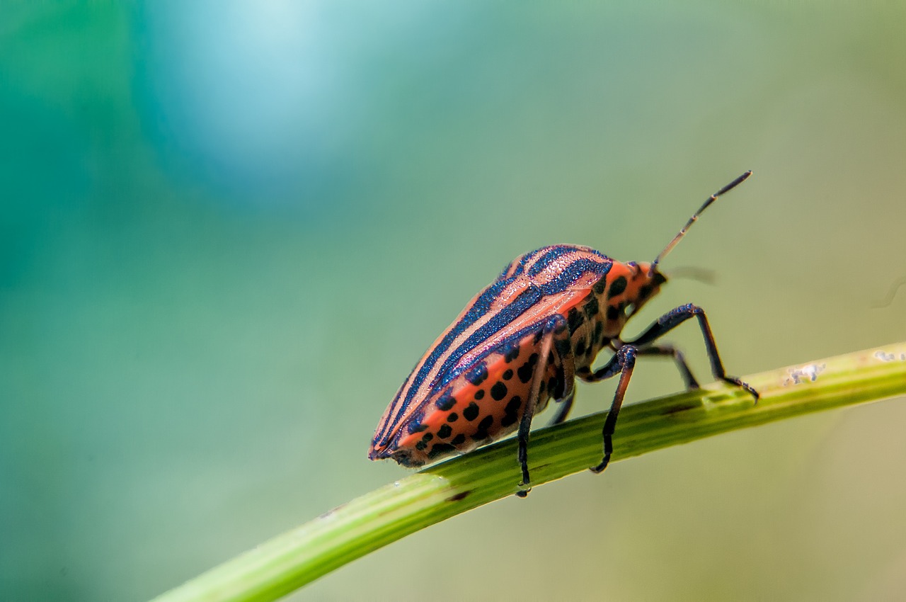 bug green insect free photo