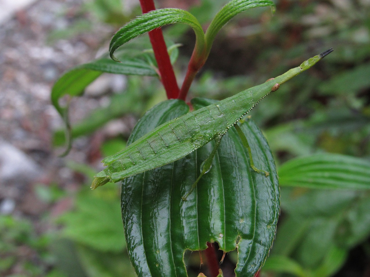 bug leaf nature free photo