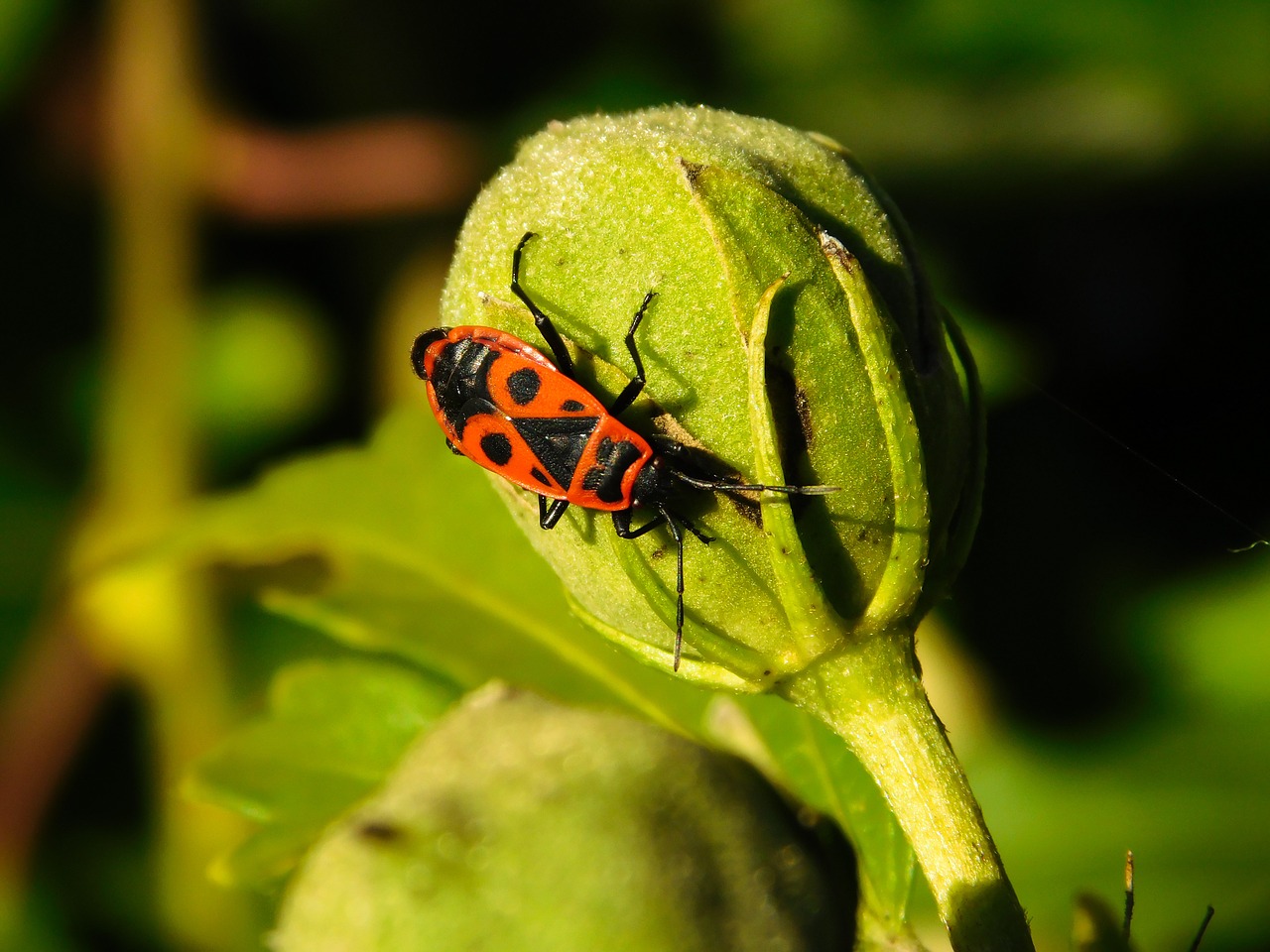bug fire bug beetle free photo