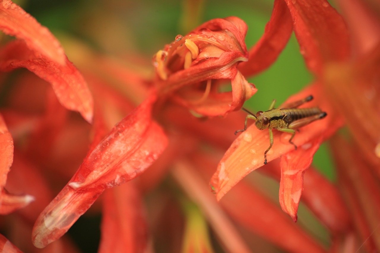 bug grasshopper insect free photo