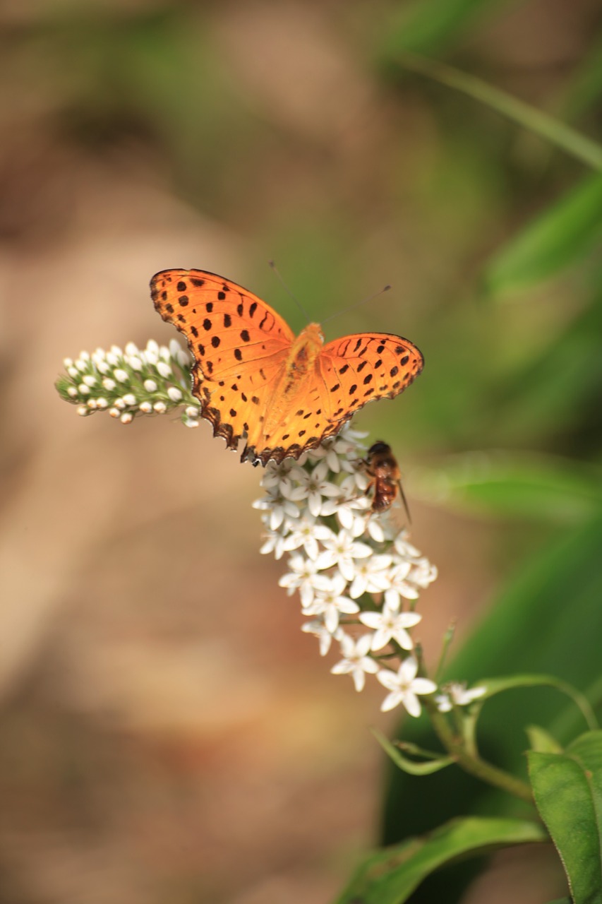 bug butterfly insect free photo