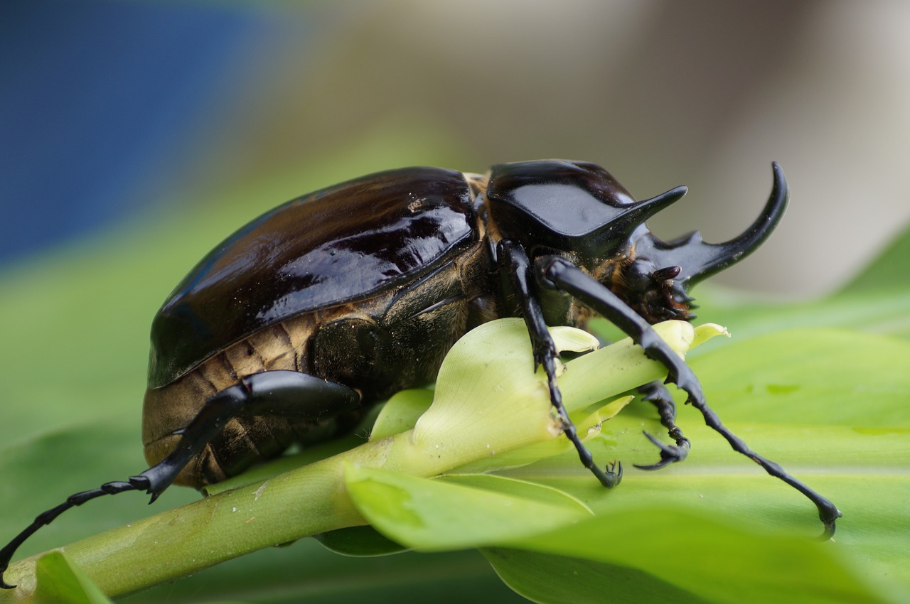 bug animals forest free photo