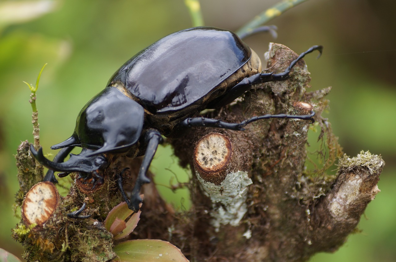 bug animals forest free photo