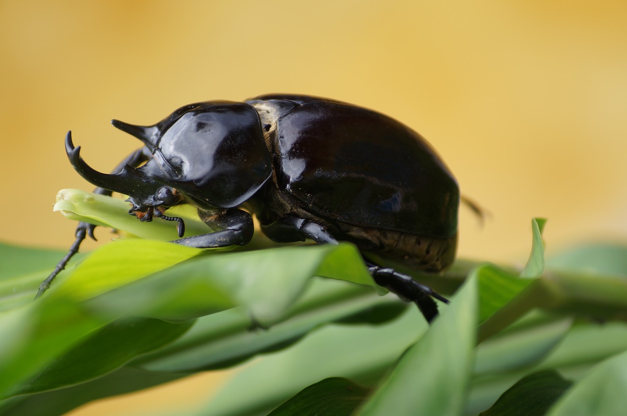 bug animals forest free photo