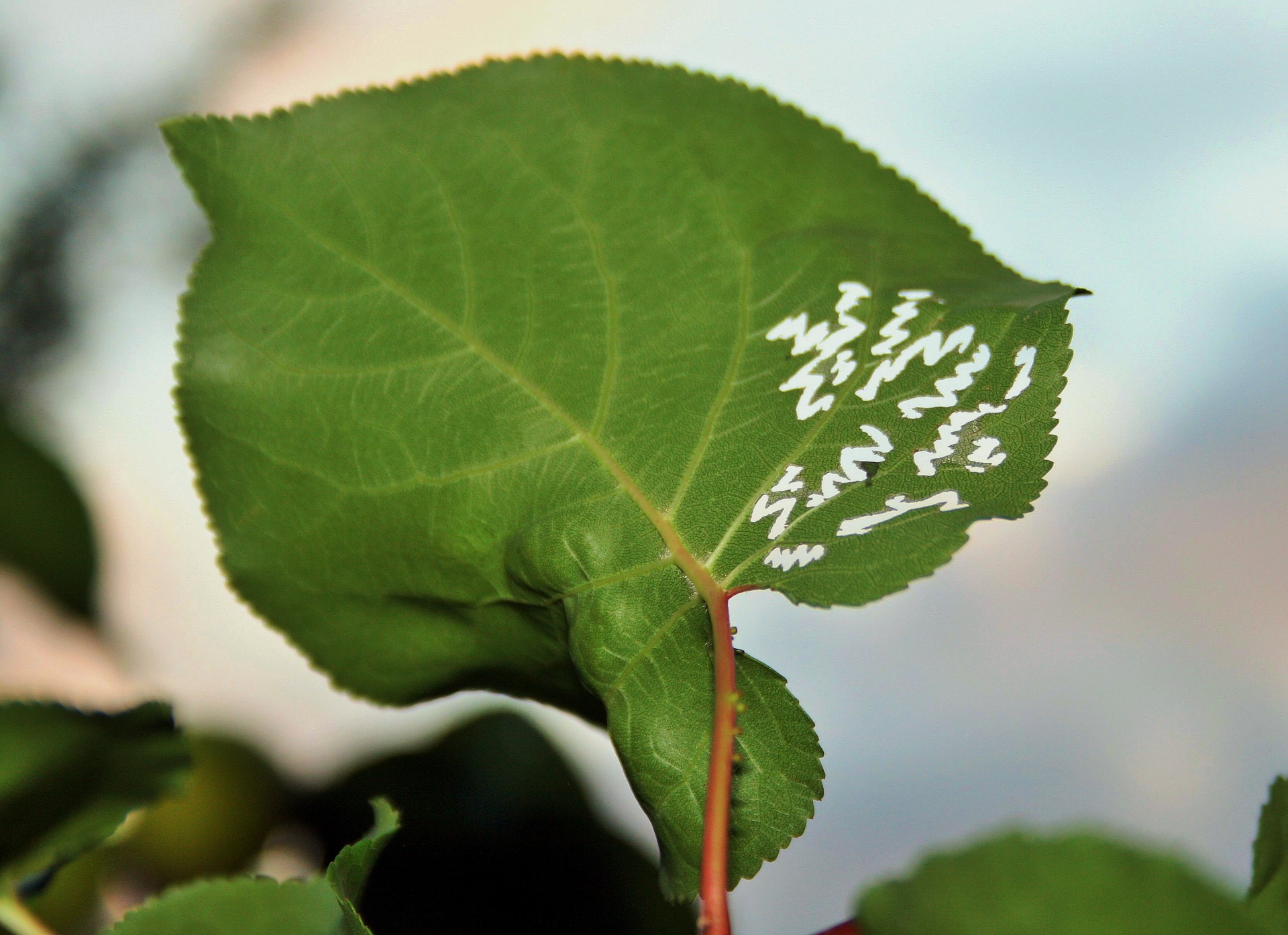 leaf green holes free photo