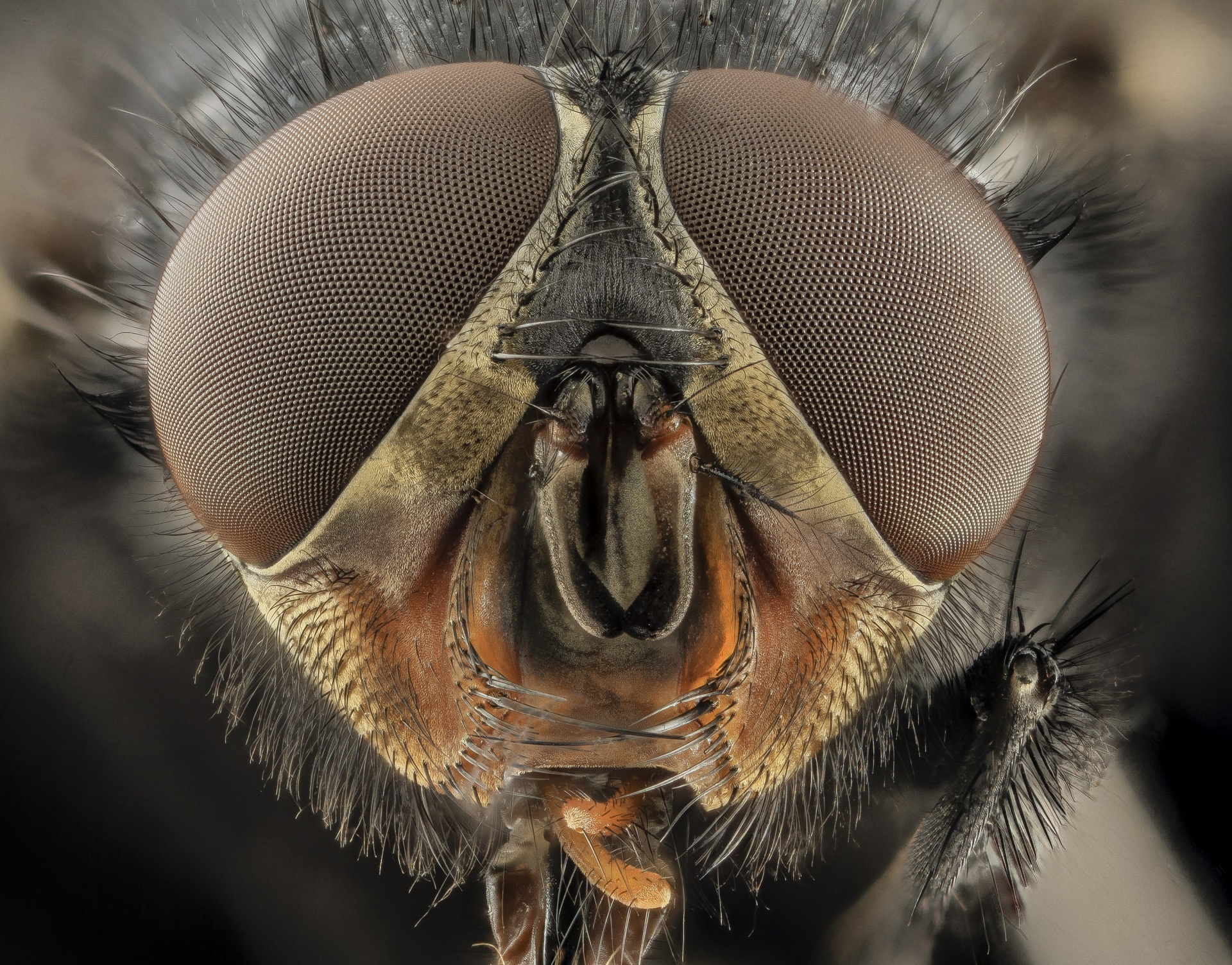 eyes blue bottle fly blowfly free photo