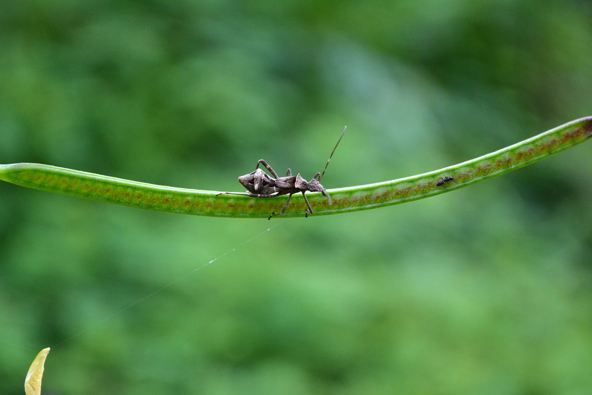 bug beetle wild free photo