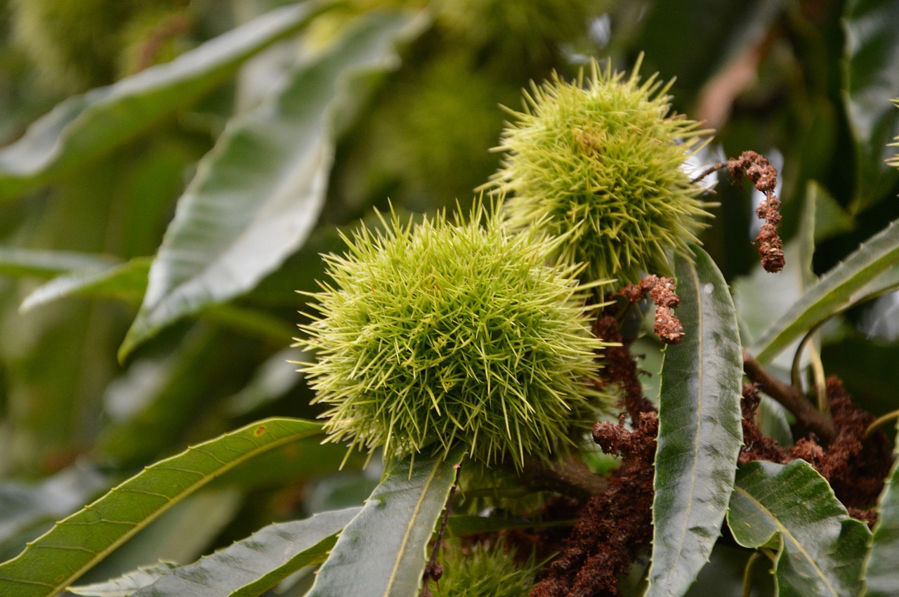 bug thorny spice fruit chestnut free photo