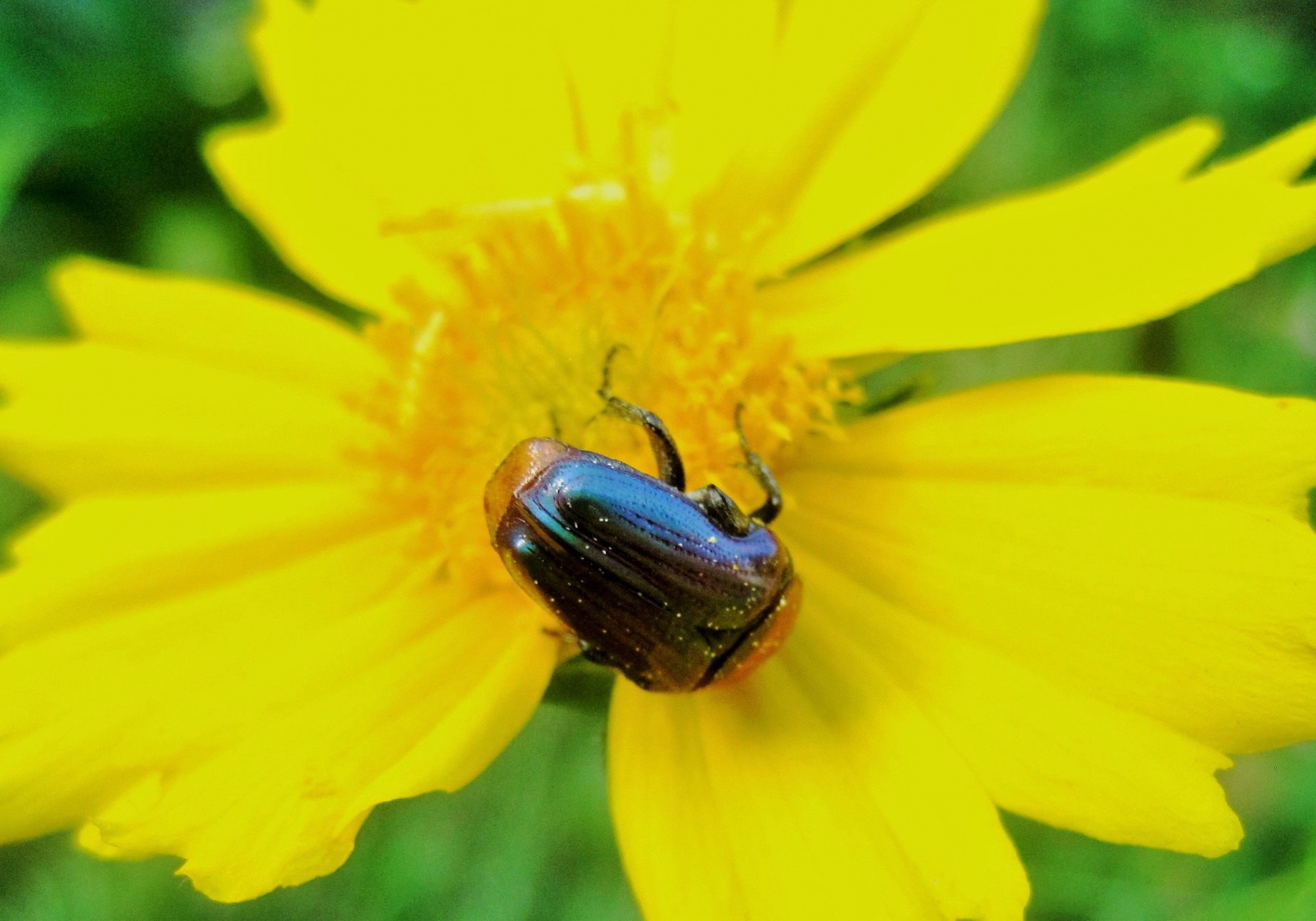 bug beetle insect free photo