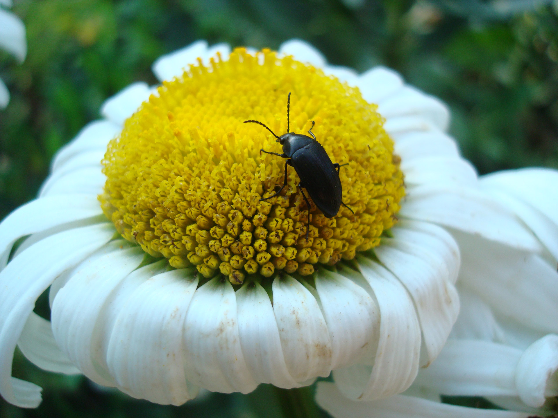 bug flower beetle free photo