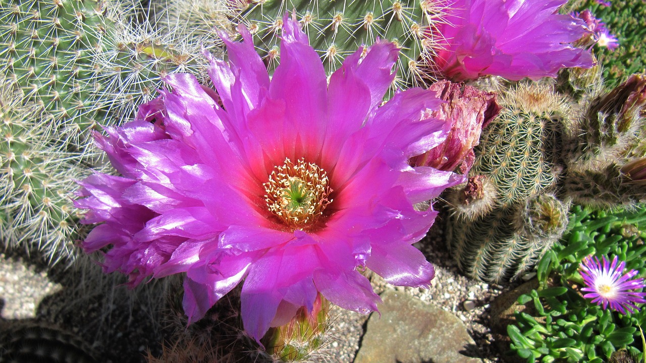 buga cactus blossom free photo