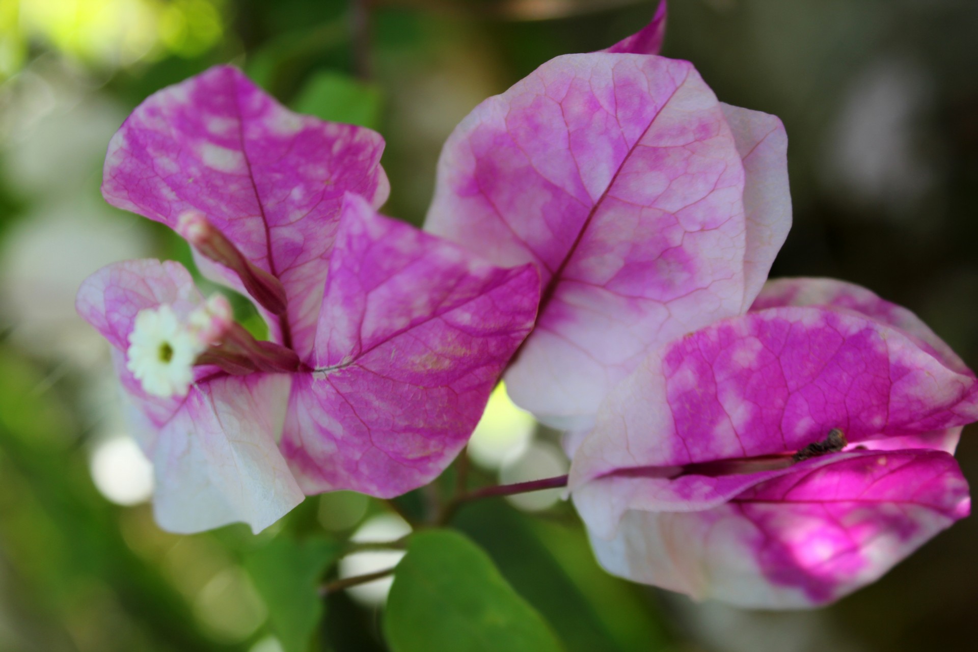 bugambilia flower white free photo