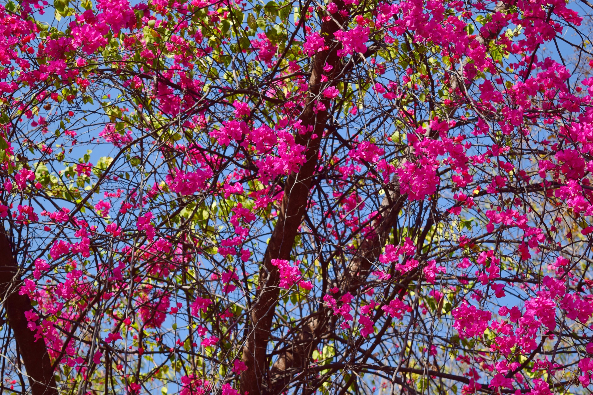 bougainvillea flowers shrubs free photo