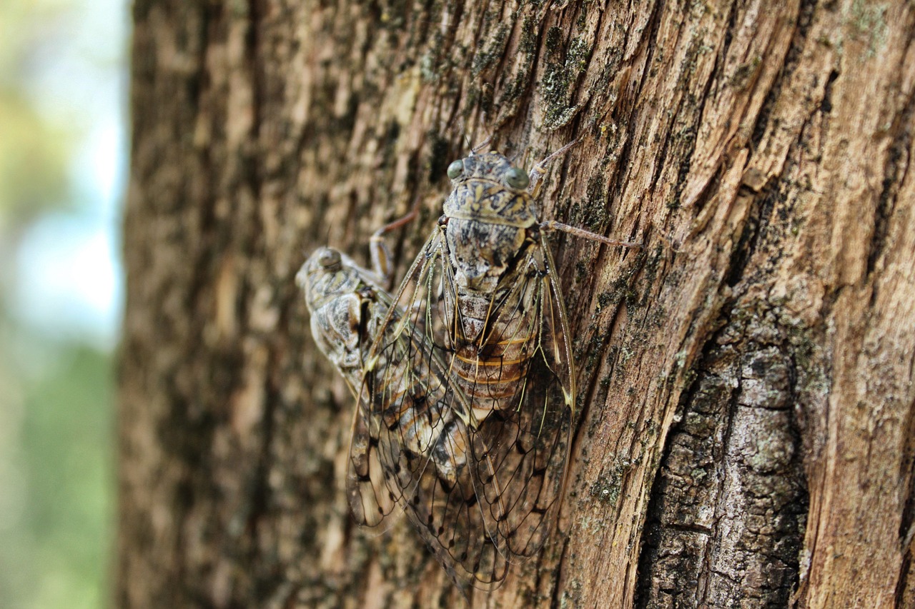cicadas bugs insect free photo