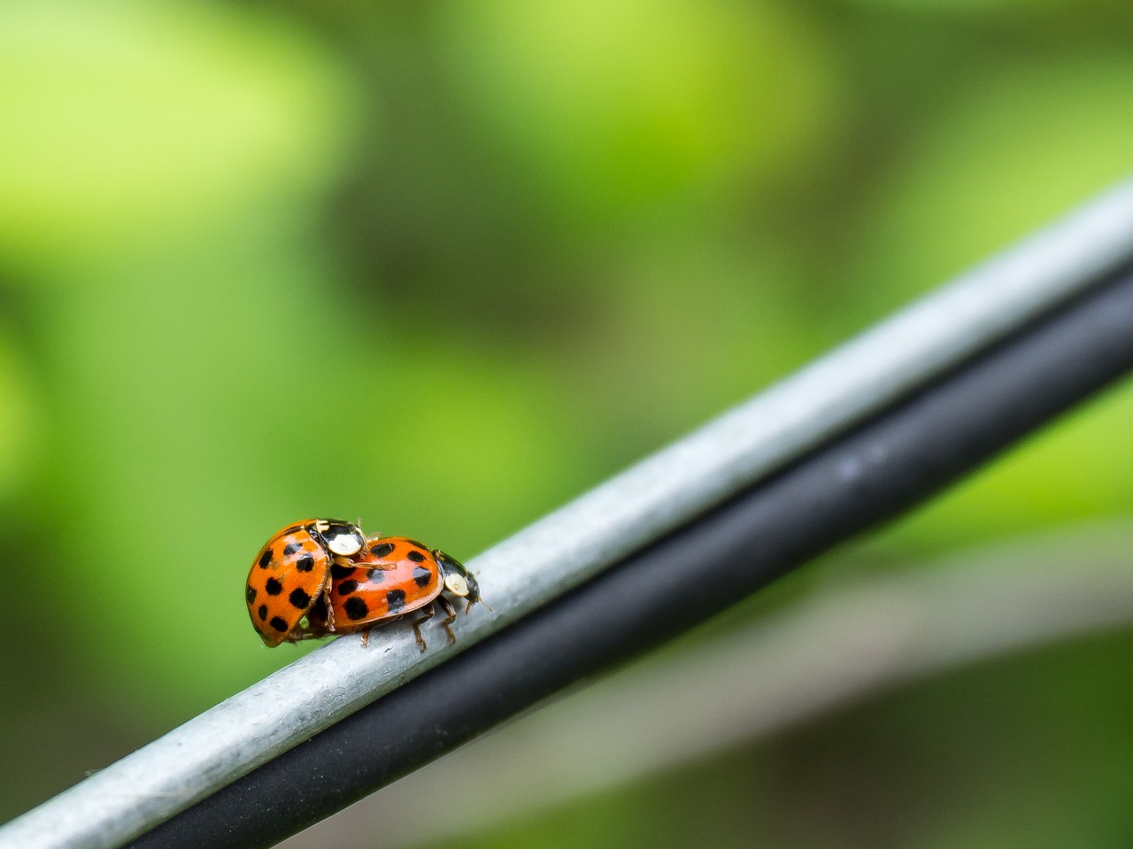 bugs couple ladybug free photo