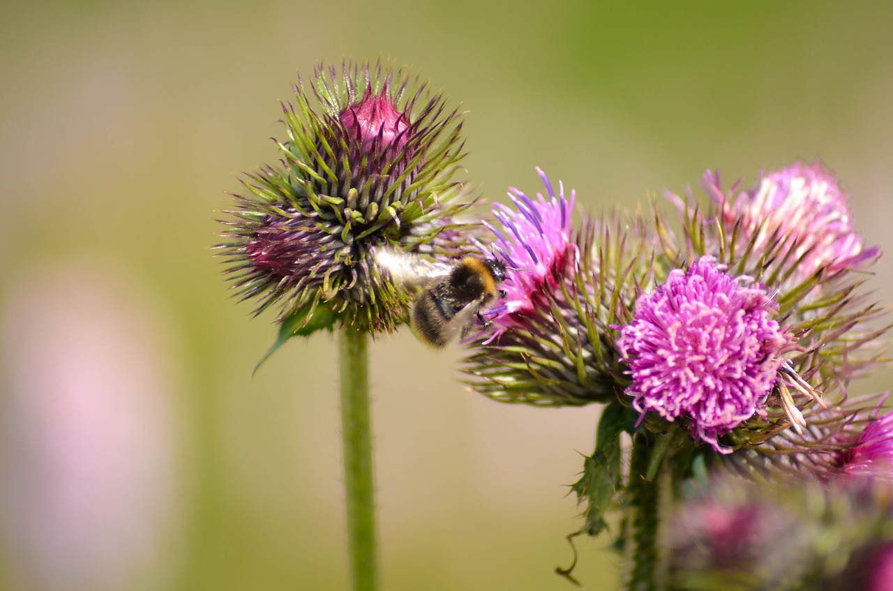 bugs flowers fly free photo