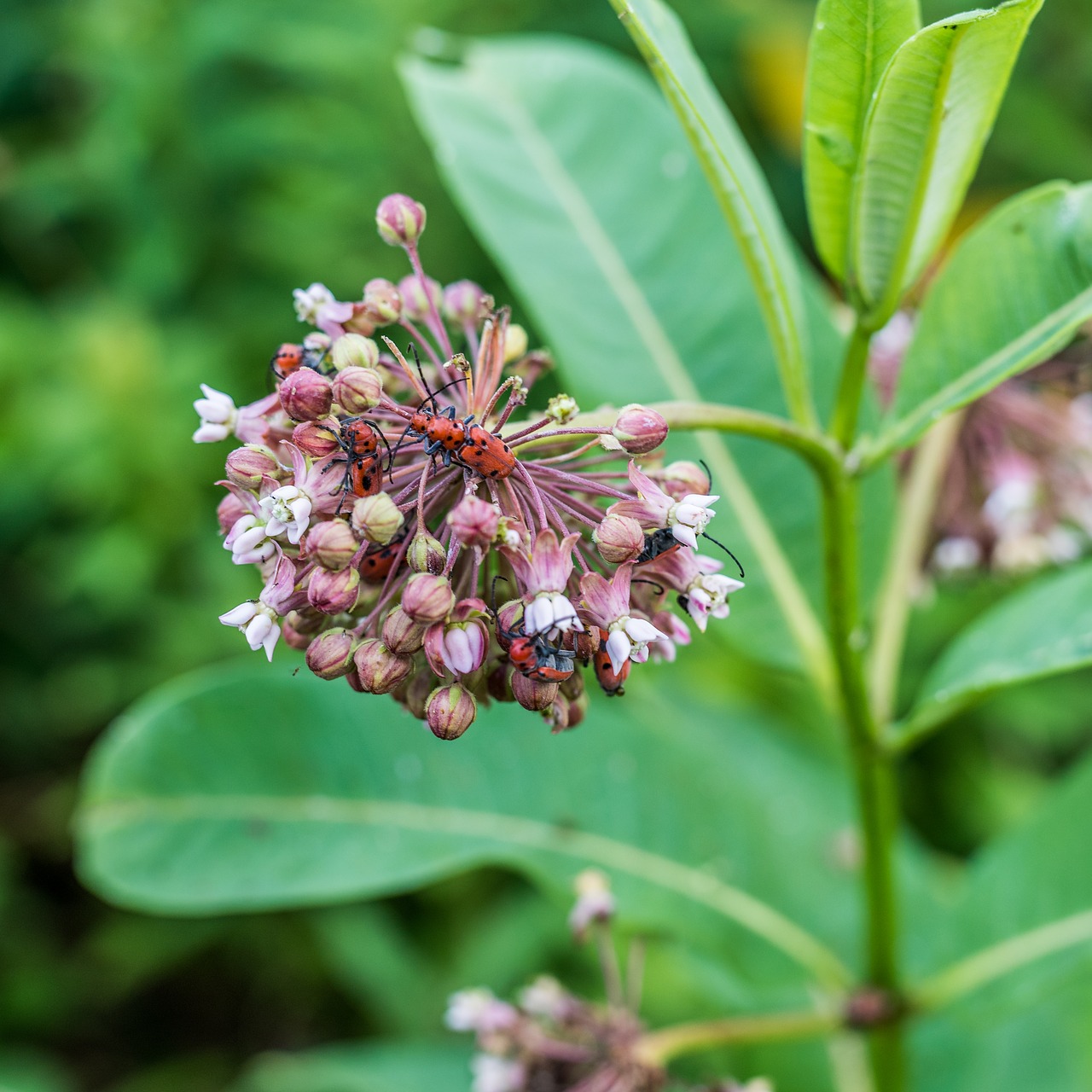 bugs flowers plants free photo