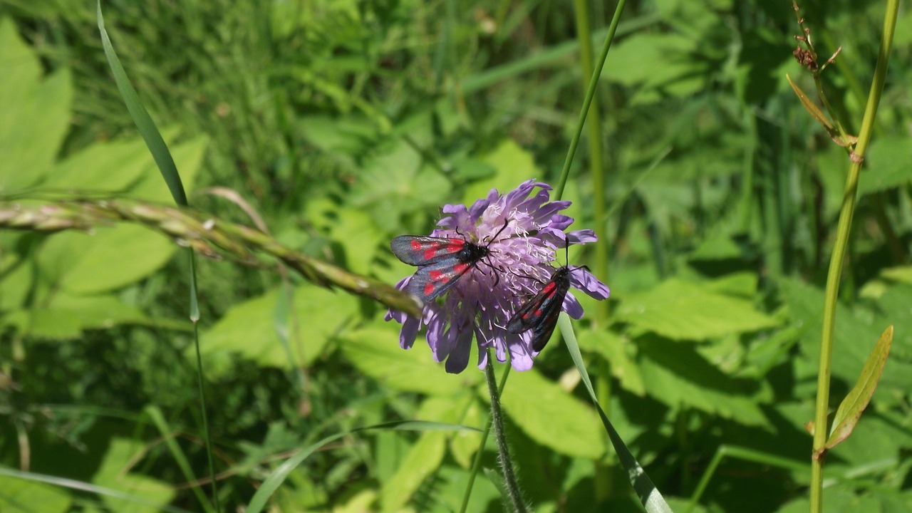 bugs flower summer free photo