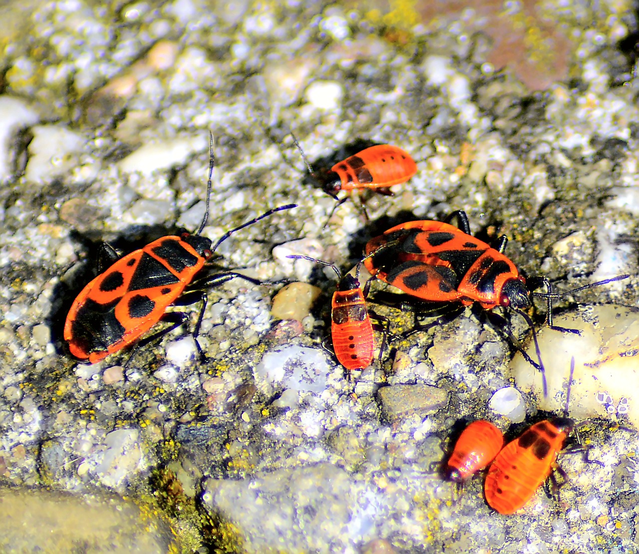 bugs fire bugs pyrrhocoris free photo