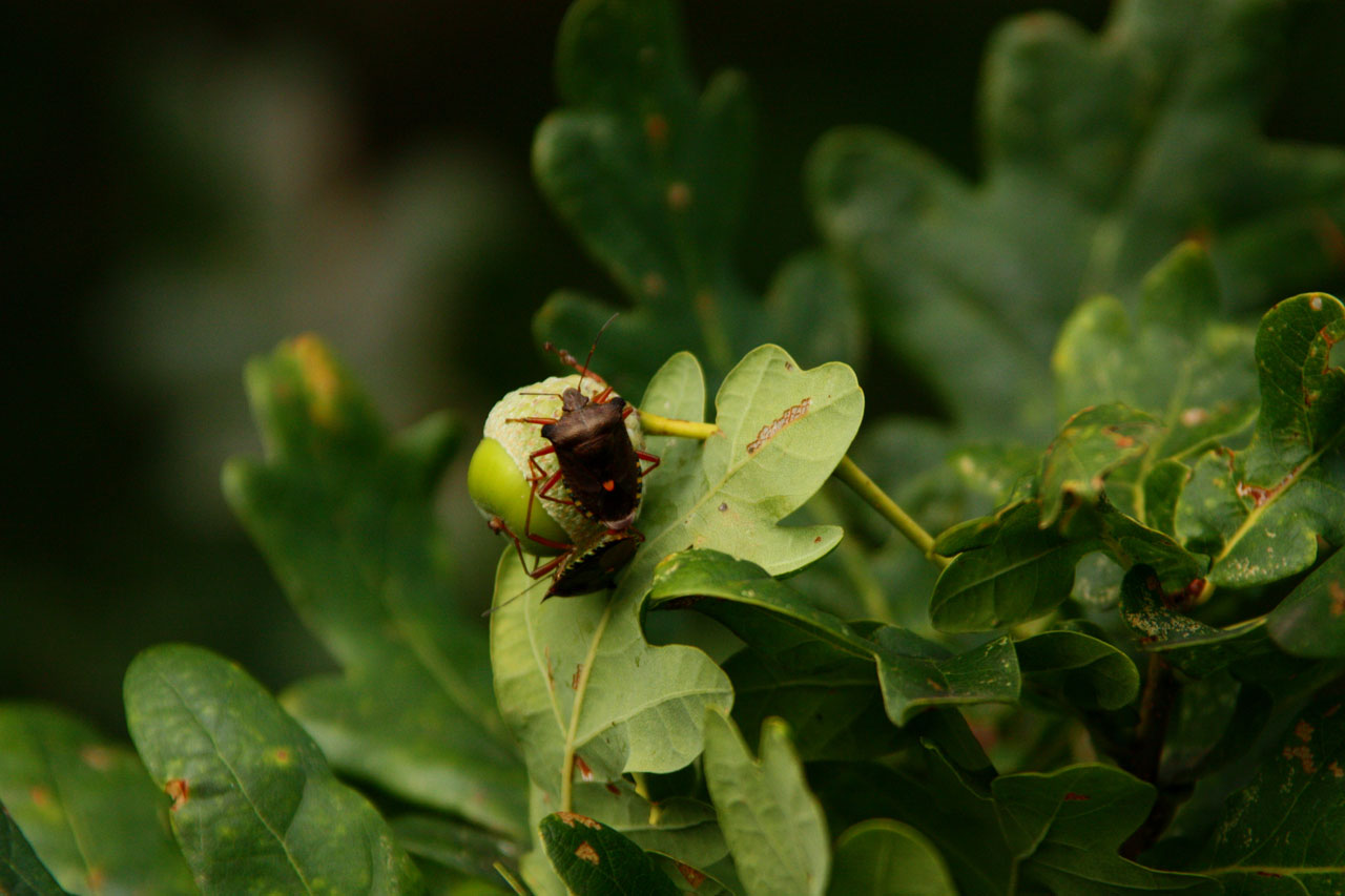 bugs acorn oak free photo