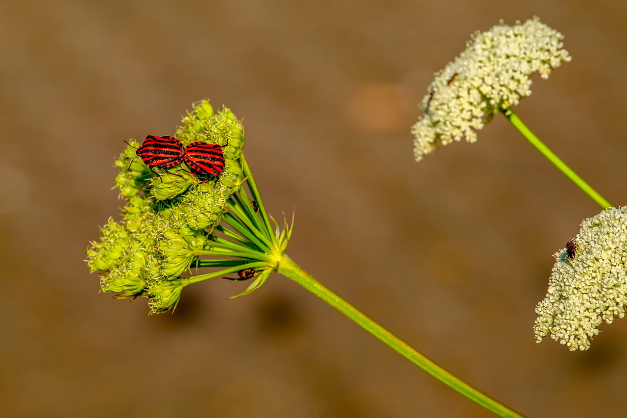 bugs  stripes bugs  pairing free photo