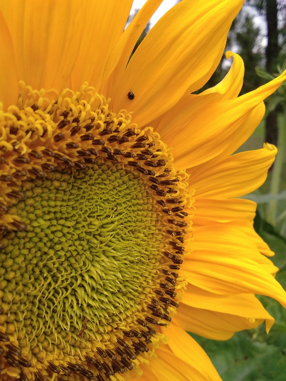 bugs  flower  sunflower free photo