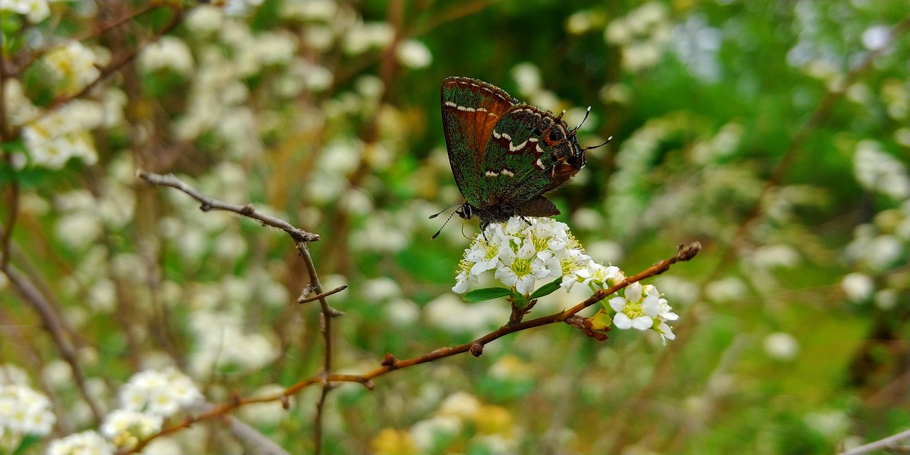 bugs  butterfly  nature free photo