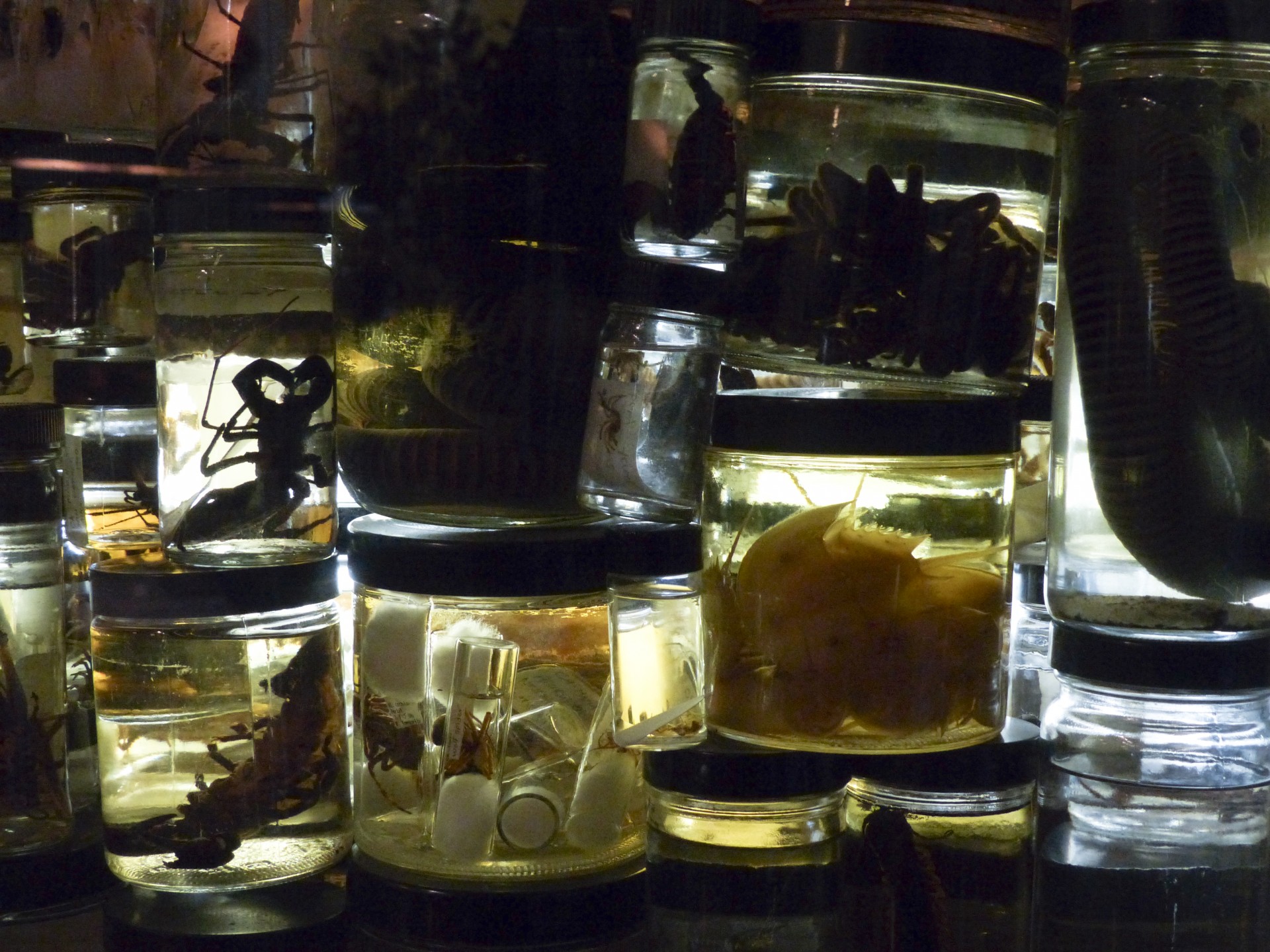 insect specimens jars free photo