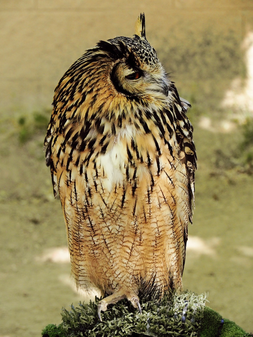 buho ave owl free photo