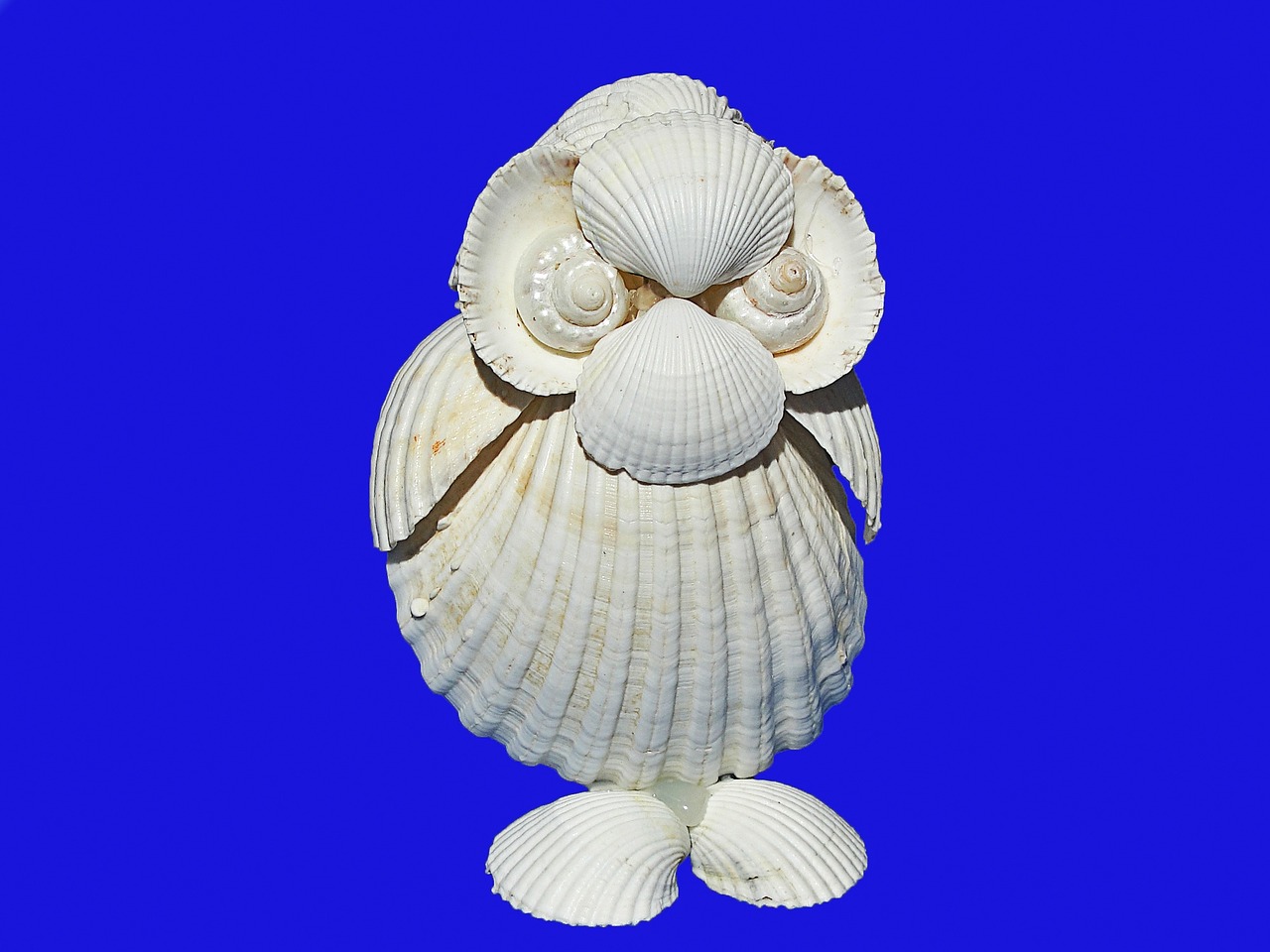 buho shells sea shells free photo