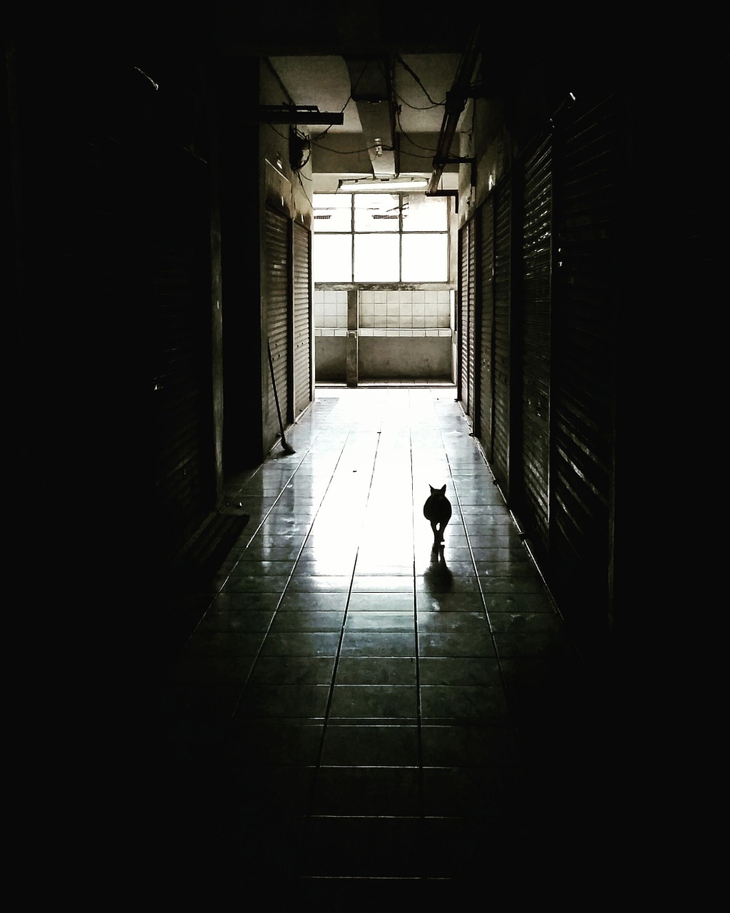 corridor dark cat free photo