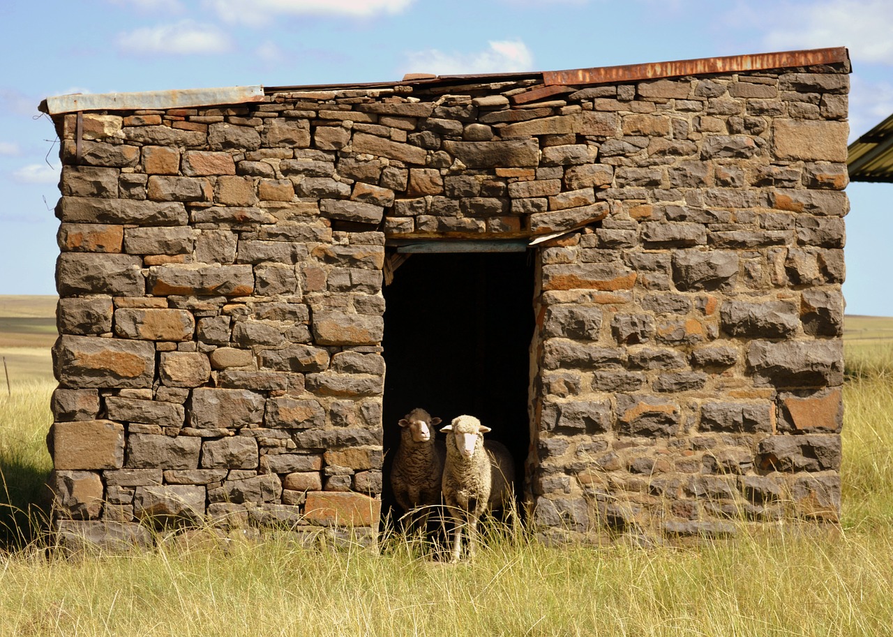 building sheep countryside free photo