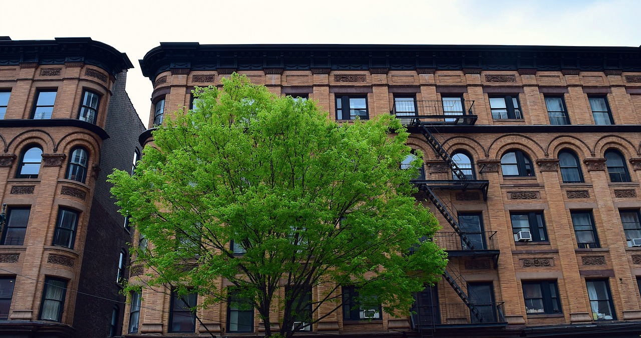 building urban tree free photo