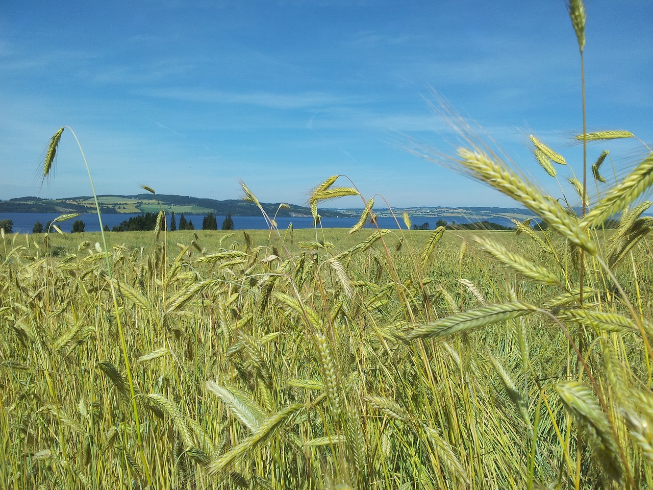 building straw grain free photo