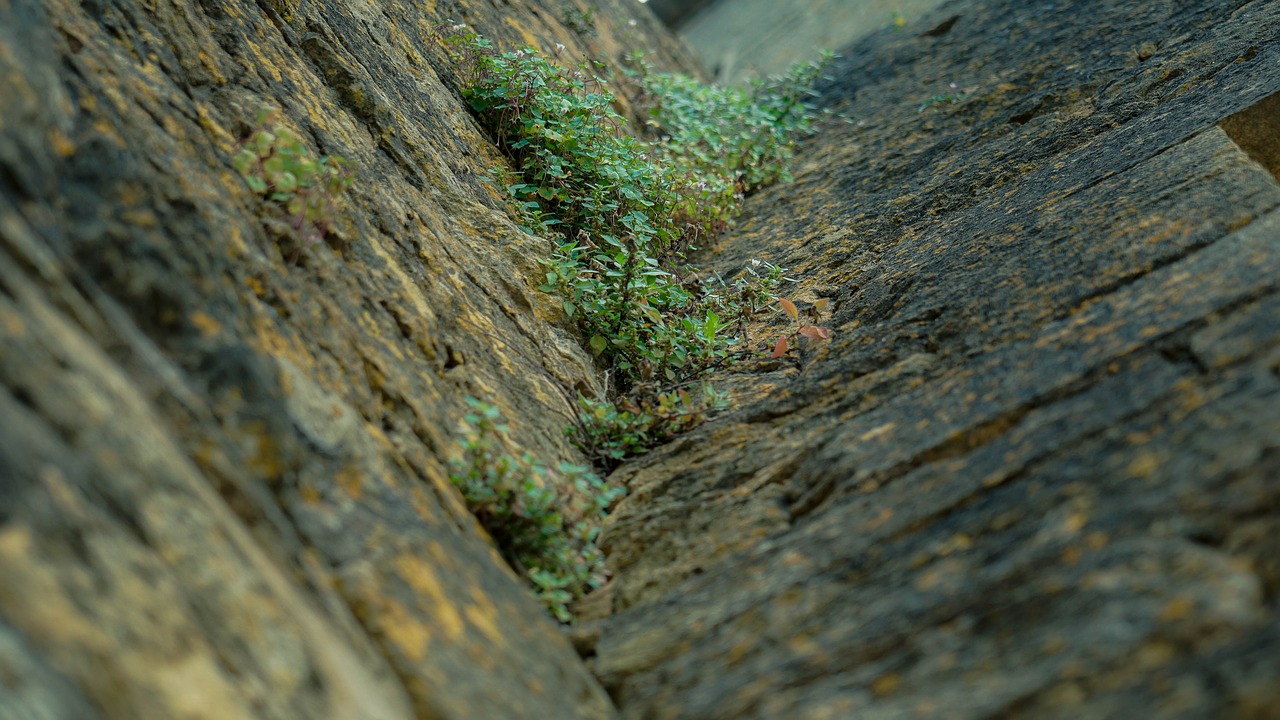 building  wall  plant free photo